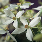 Clematis armandii (Waldrebe) – weiß – Ø11 cm, 40 cm hoch