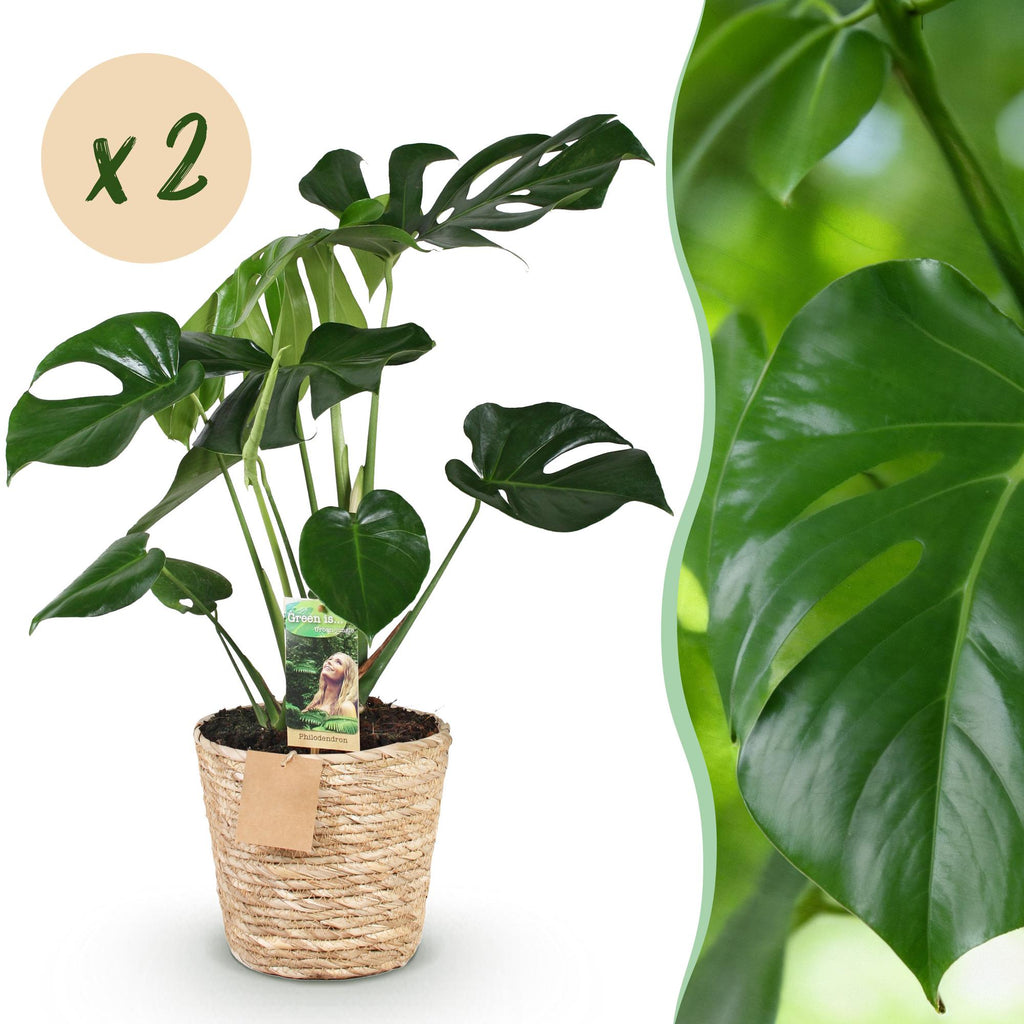 2× Monstera deliciosa (gatenplant) met mand – Ø17 cm, 50–55 cm hoog