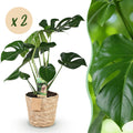 2× Monstera deliciosa (gatenplant) met mand – Ø17 cm, 50–55 cm hoog