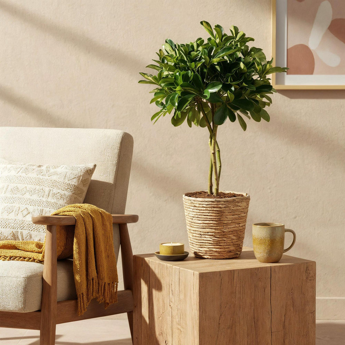 Schefflera Gold Capelle (vingersboom) – Ø21 cm, 70–81 cm hoog