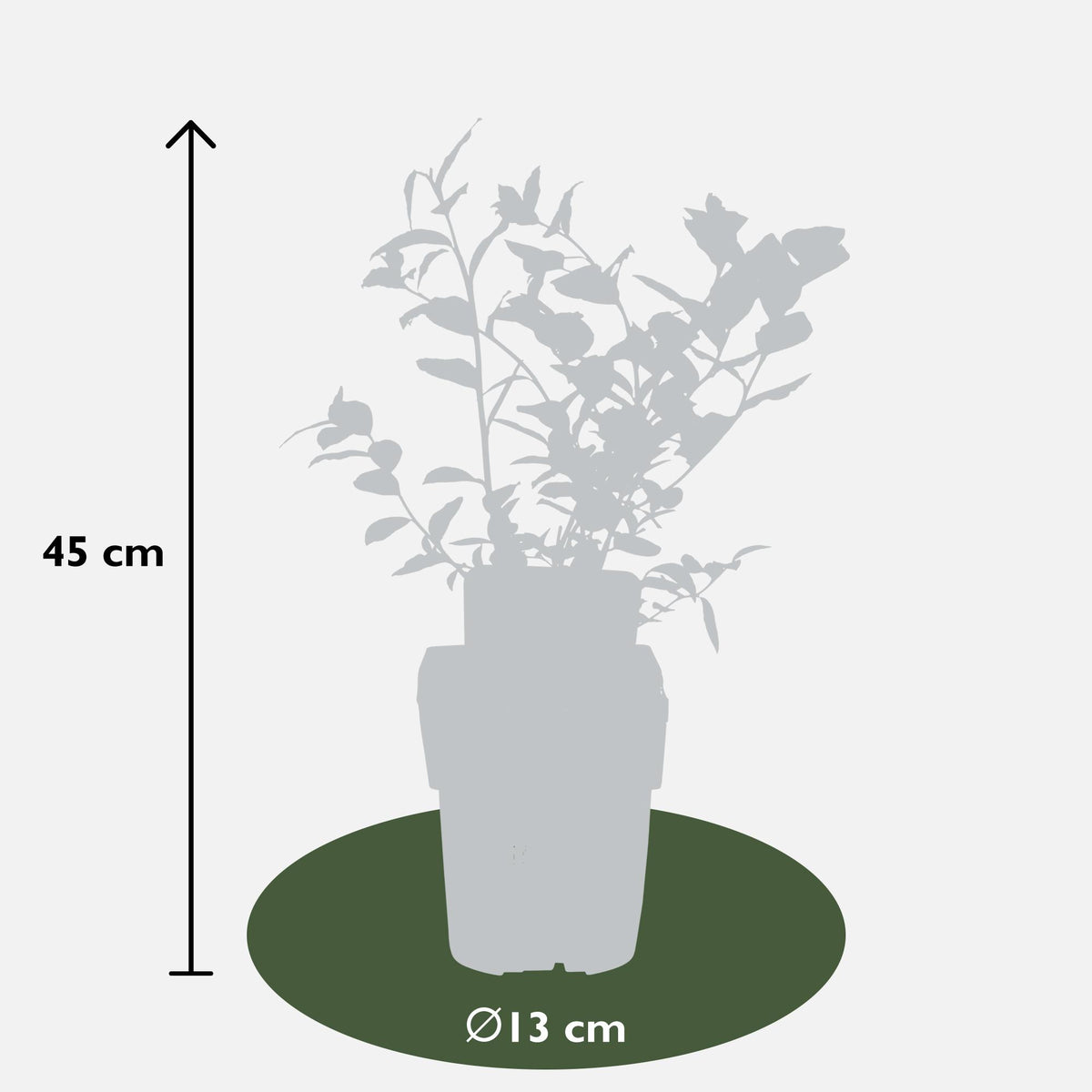 Vaccinium corymbosum 'Reka' (blauwe bes) – Ø13 cm, 30 cm hoog