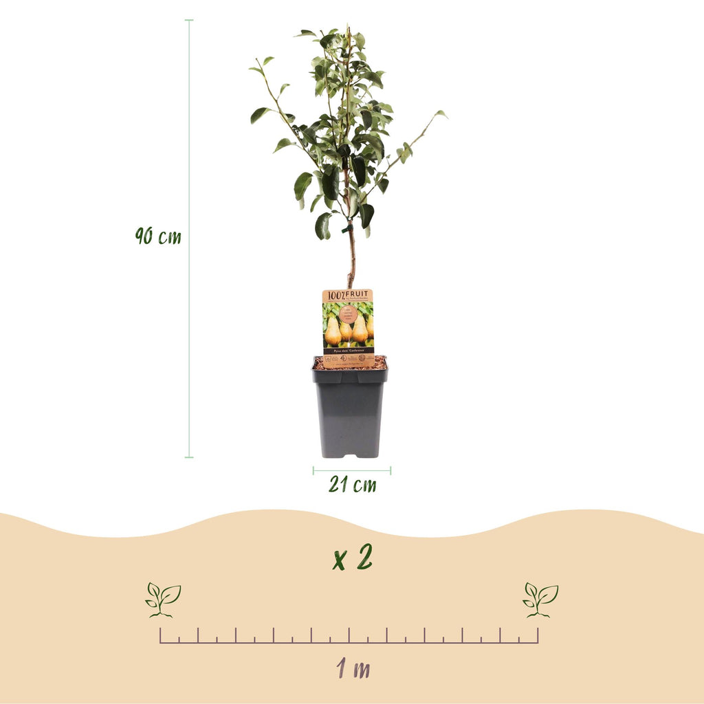 Pyrus communis 'Conference' (poirier) – Ø21 cm, 90 cm de haut – photo 3