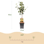 Pyrus communis 'Conference' (poirier) – Ø21 cm, 90 cm de haut