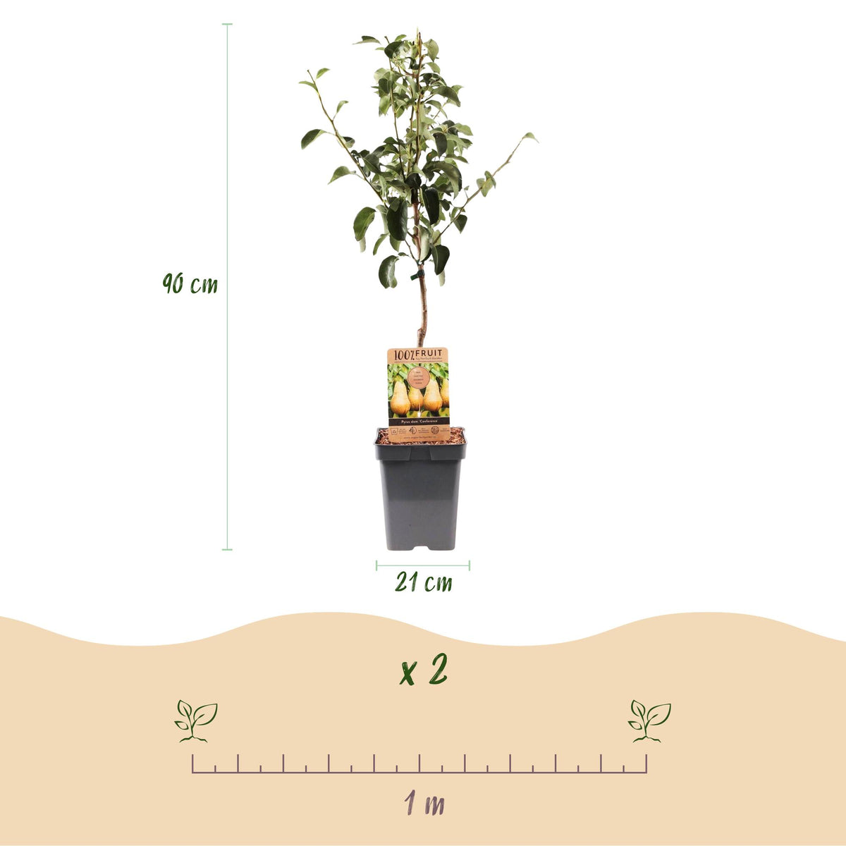 Pyrus communis 'Conference' (pear tree) – Ø21 cm, 90 cm high – photo 3