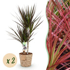 2× Dracaena Magenta (drakenboom) met mand – Ø17 cm, 70–80 cm hoog
