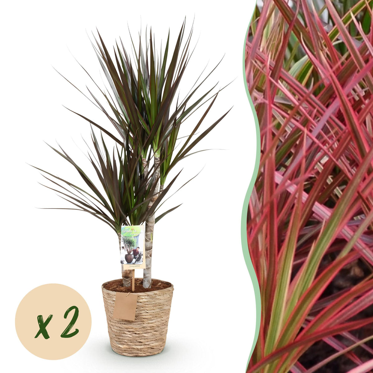 2× Dracaena Magenta (drakenboom) met mand – Ø17 cm, 70–80 cm hoog