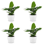 4× Musa Oriental Dwarf (plante banane) en pot décoratif blanc – Ø12 cm, 30 cm de haut