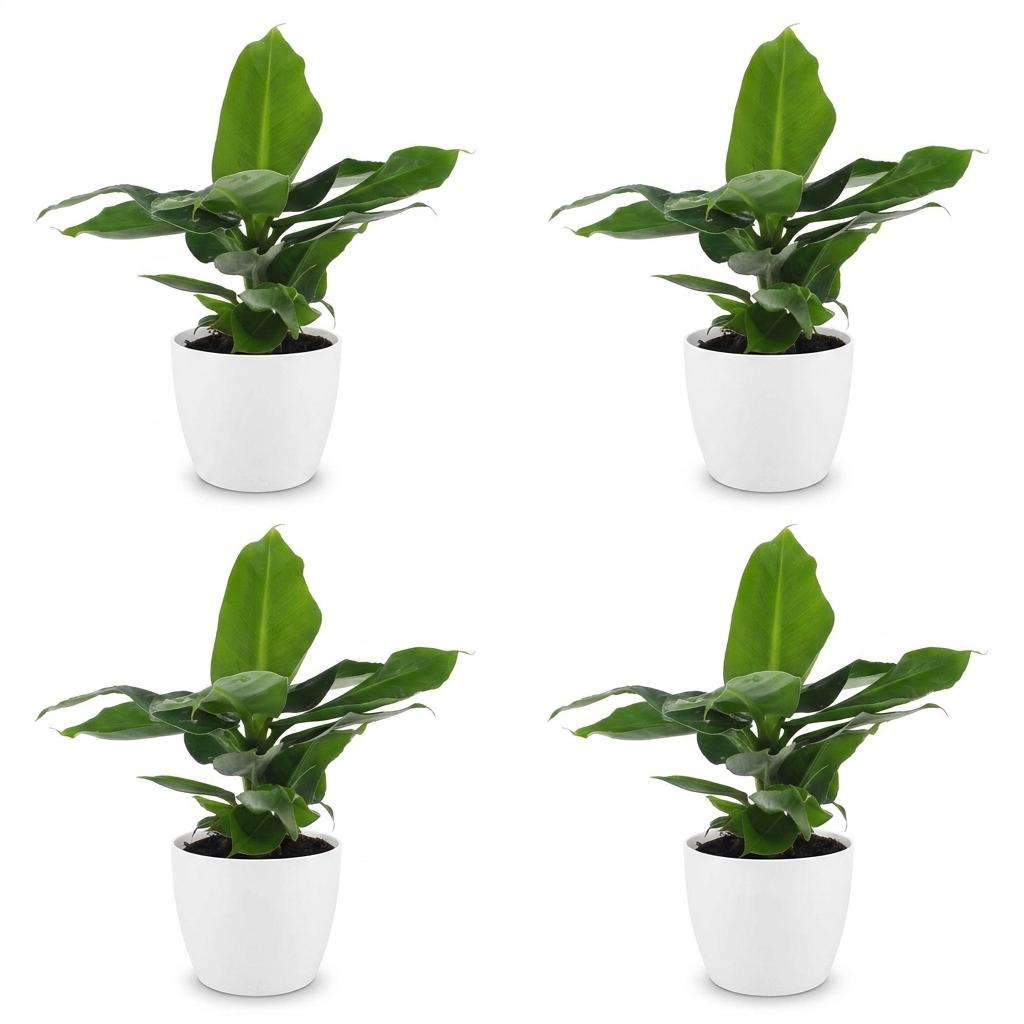 4× Musa Oriental Dwarf (plante banane) en pot décoratif blanc – Ø12 cm, 30 cm de haut