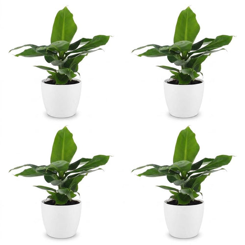4× Musa Oriental Dwarf (bananenplant) in Potter-sierpot wit – Ø12 cm, 30 cm hoog