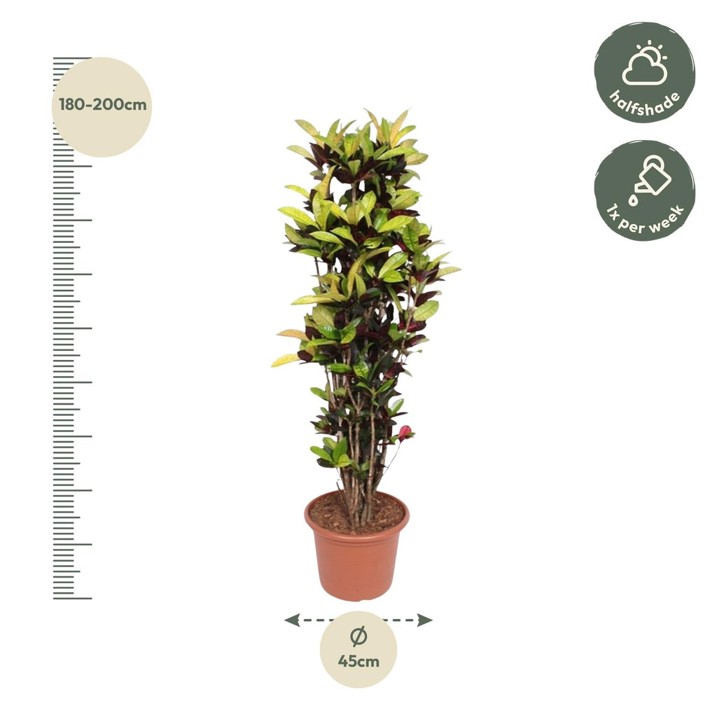 Croton Iceton (Codiaeum) – Ø45 cm, 190 cm hoog