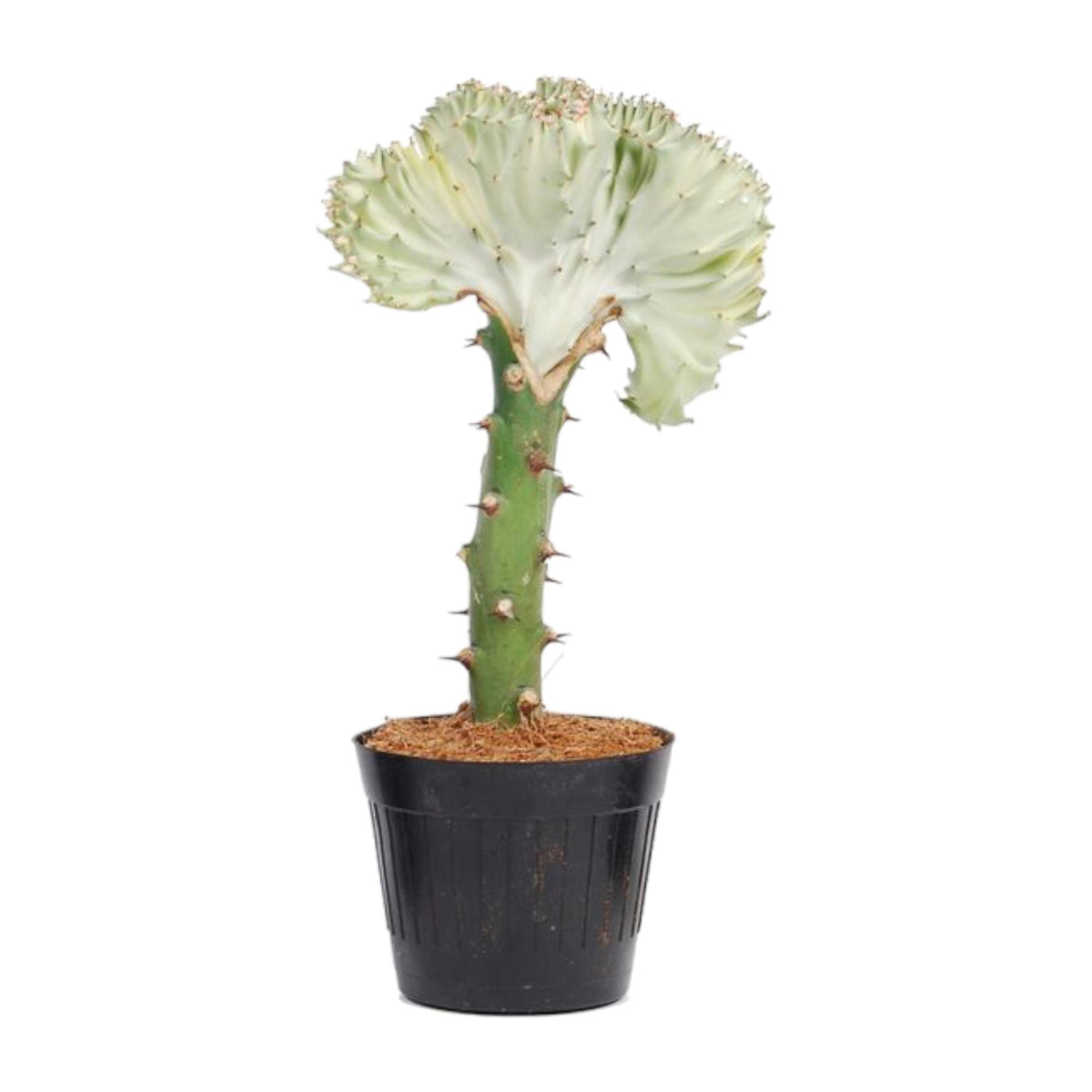 Euphorbe lactea Cristata blanc - 30 cm - ø10,5
