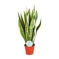 Sansevieria trifasciata Laurentii (snake plant) – Ø14 cm, 50 cm high