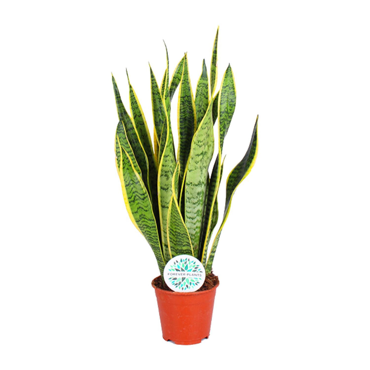 Sansevieria trifasciata Laurentii (vrouwentong) – Ø14 cm, 50 cm hoog
