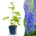 Delphinium 'Blue Bird' (Sch intentionssporn) – blau – Ø11 cm, 15–25 cm hoch