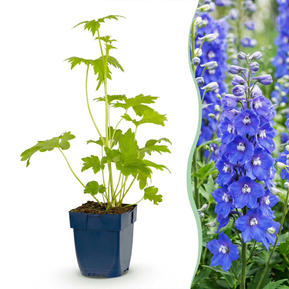 Delphinium 'Blue Bird' (Sch intentionssporn) – blau – Ø11 cm, 15–25 cm hoch