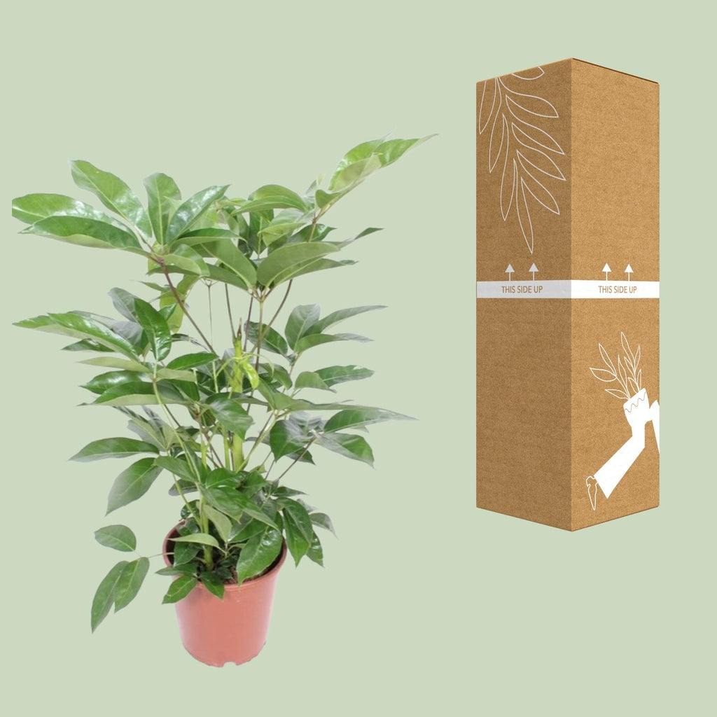 Schefflera Actinophylla Amate (fingerpalme) – Ø24 cm, 100 cm høj