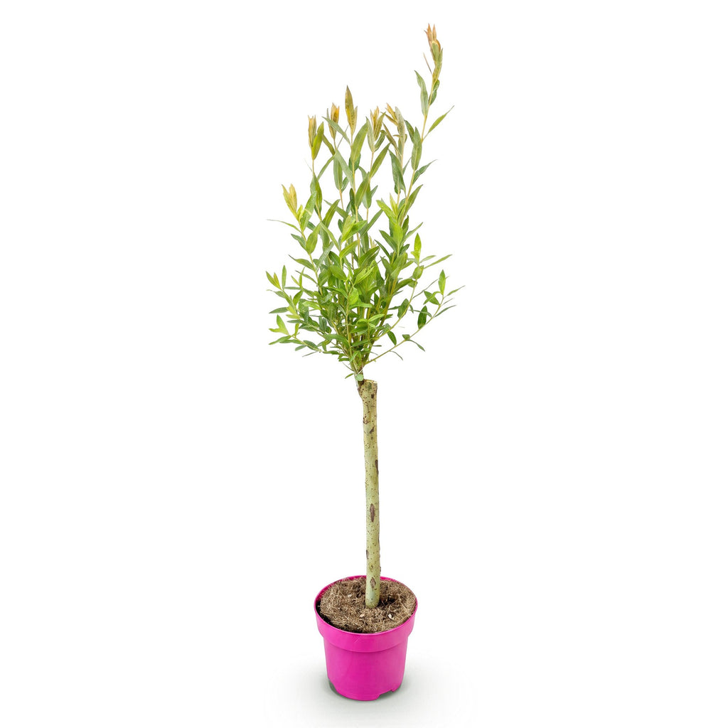 Salix 'Flamingo' (saule) – Ø17 cm, 70–80 cm de haut – photo 2