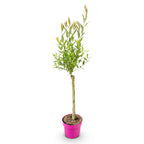 Salix 'Flamingo' (saule) – Ø17 cm, 70–80 cm de haut