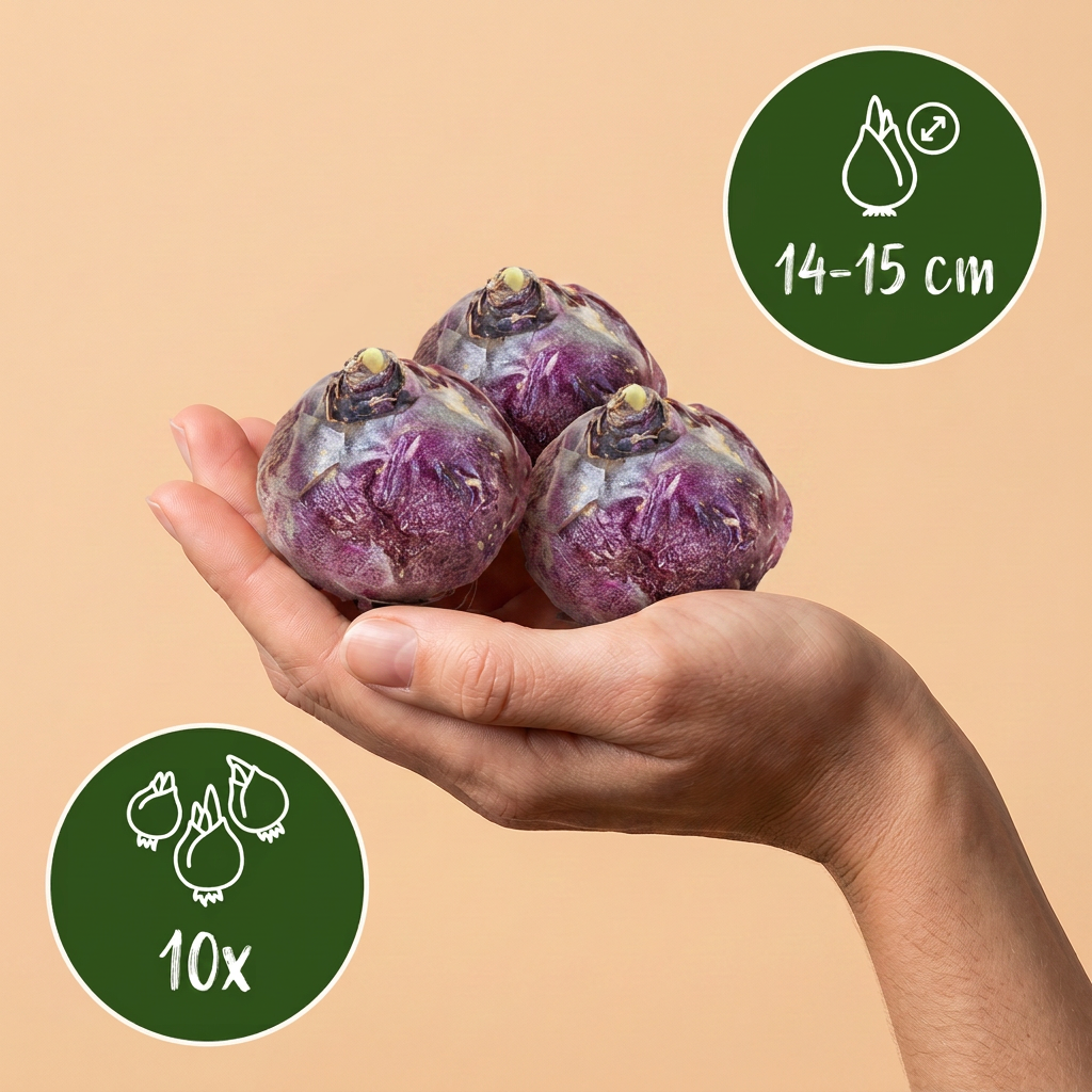 Hyazinthen-Mix 'Pastel' – 10 Blumenzwiebeln (Zwiebelgröße 14/15)