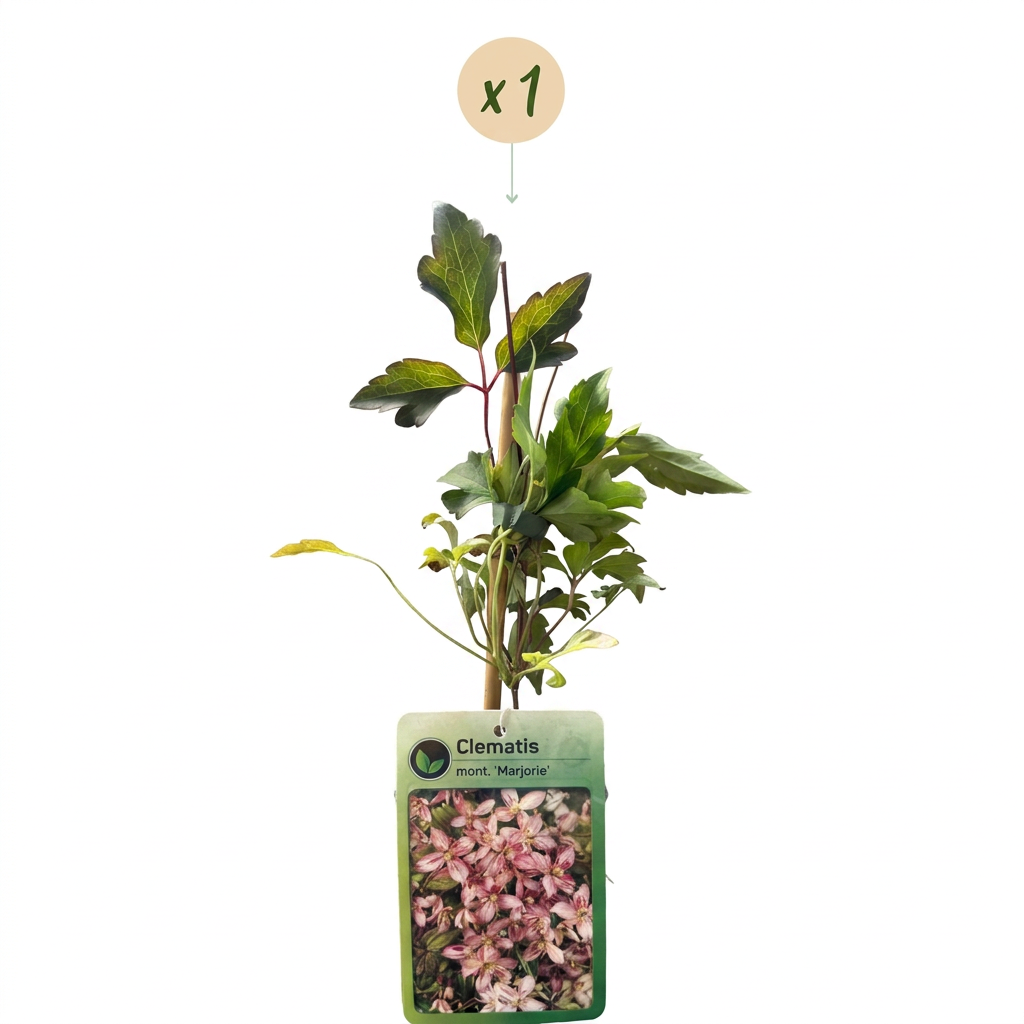 Clematis montana 'Marjorie' (mountain clematis) – pink – Ø9 cm, 35 cm high – photo 2