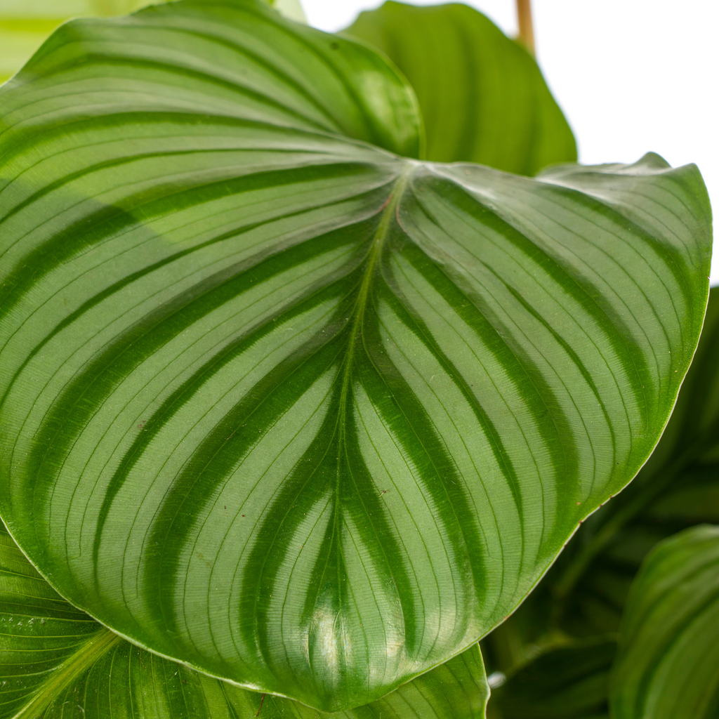 Calathea orbifolia – Ø17 cm, 40–50 cm hoog
