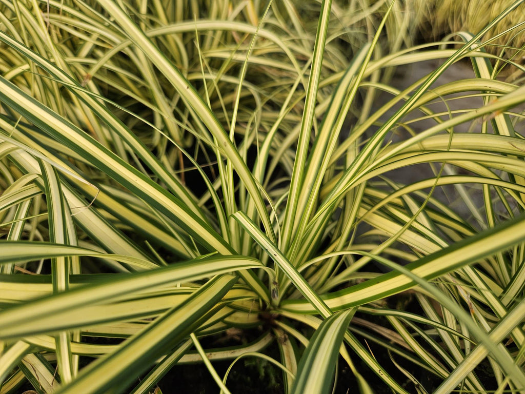 Carex oshim. 'Evergold' (sedge) – 24 plants, Ø9 cm, 10–25 cm high – photo 7