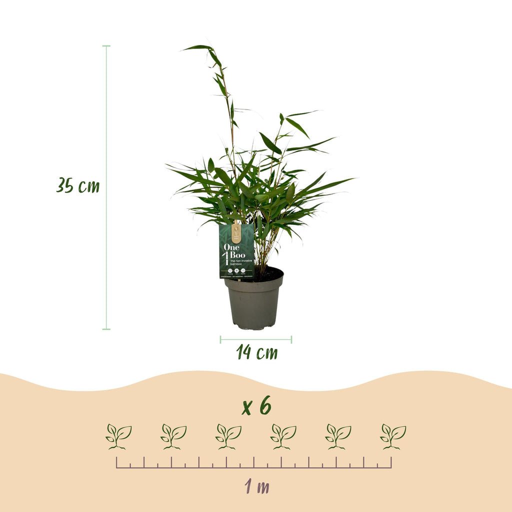 Fargesia robusta 'Pingwu' (bamboo) – 6 plants, Ø14 cm, 35 cm high – photo 3