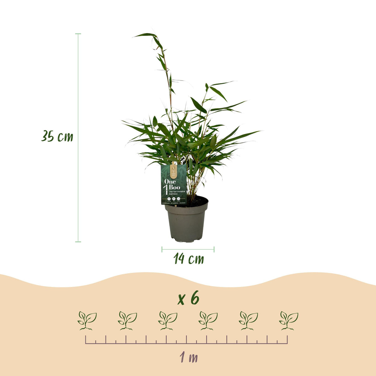 Fargesia robusta 'Pingwu' (bamboo) – 6 plants, Ø14 cm, 35 cm high – photo 3