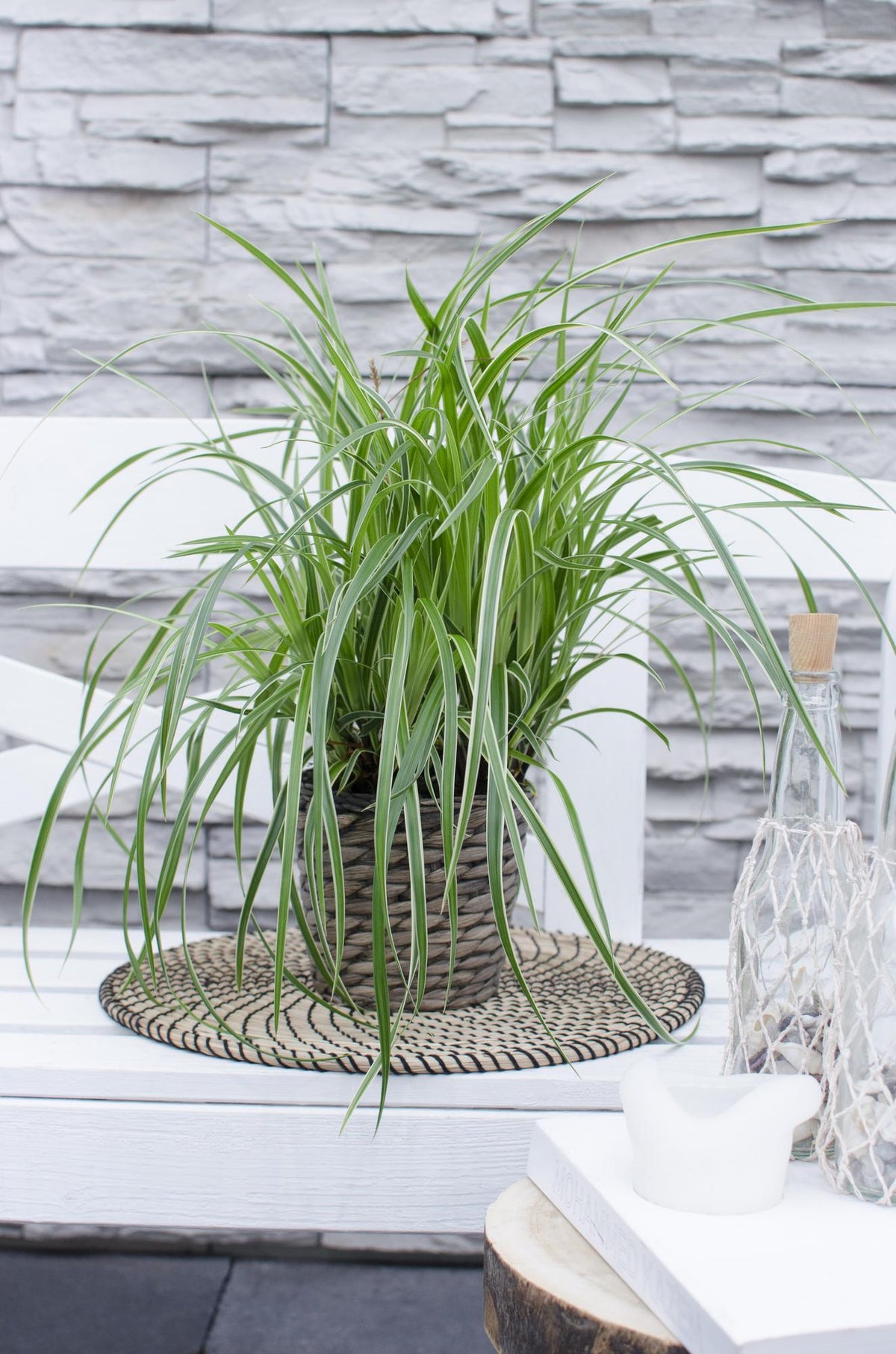 Carex morrowii 'Ice Dance' (zegge) – 3 planten, Ø14 cm, 30 cm hoog – foto 2
