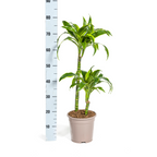 Dracaena Deremensis Dorado (drakenboom) – Ø19 cm, 70–90 cm hoog