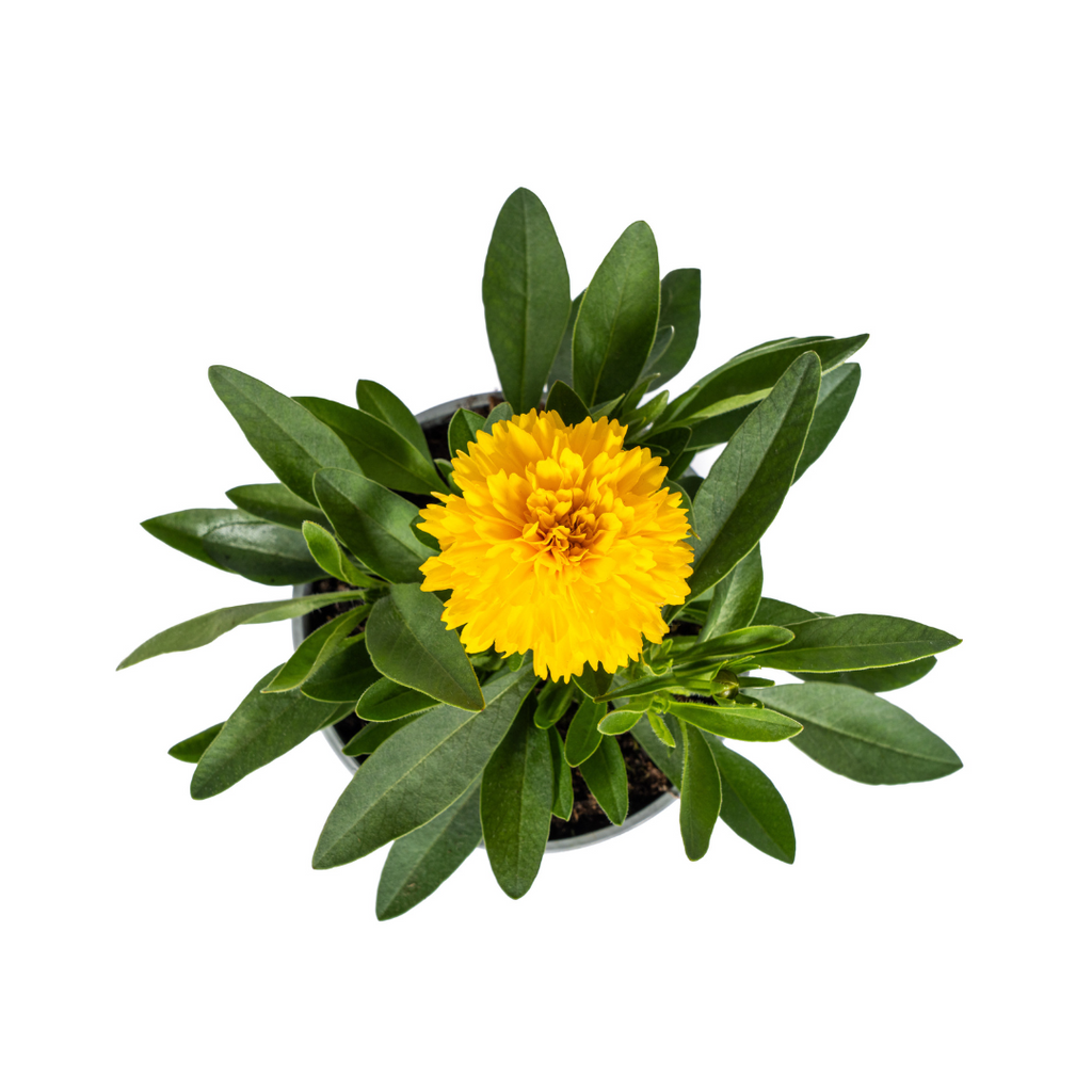 Coreopsis grandiflora (Korbblütler) – 8 Pflanzen, Ø13 cm, 25–35 cm hoch – Bild 3