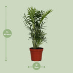 Chamaedorea elegans (bergpalm) – Ø12 cm, 40 cm hoog