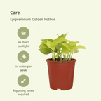 4× Scindapsus (Epipremnum) – Ø12 cm, 15 cm høj