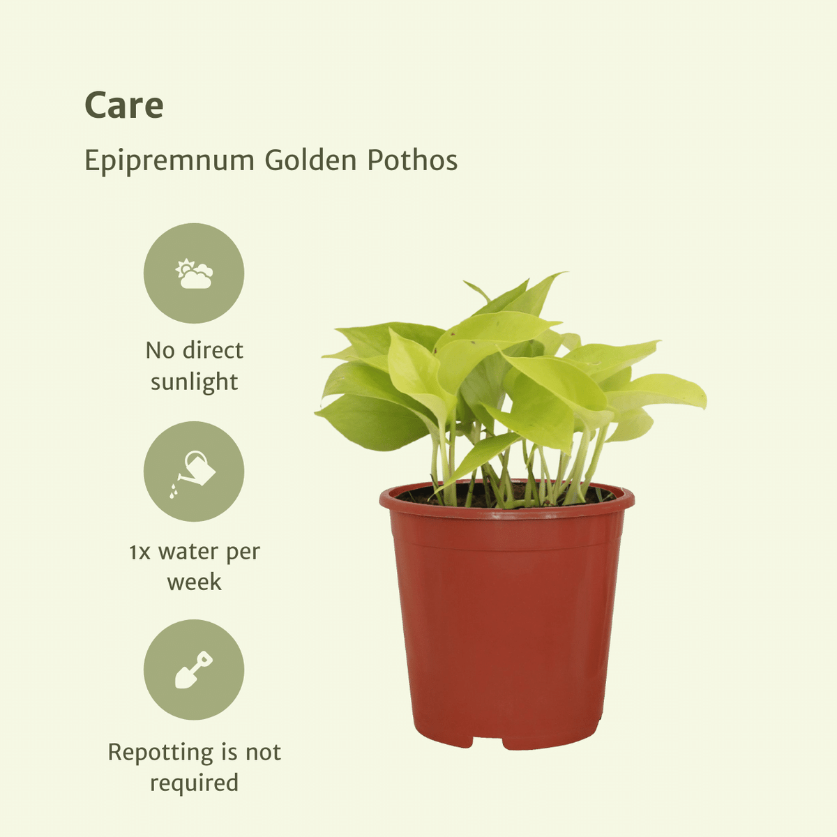 4× Scindapsus (Epipremnum) – Ø12 cm, 15 cm høj