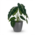 Alocasia Frydek (oreille d'éléphant) en pot décoratif gris – Ø19 cm, 60 cm de haut