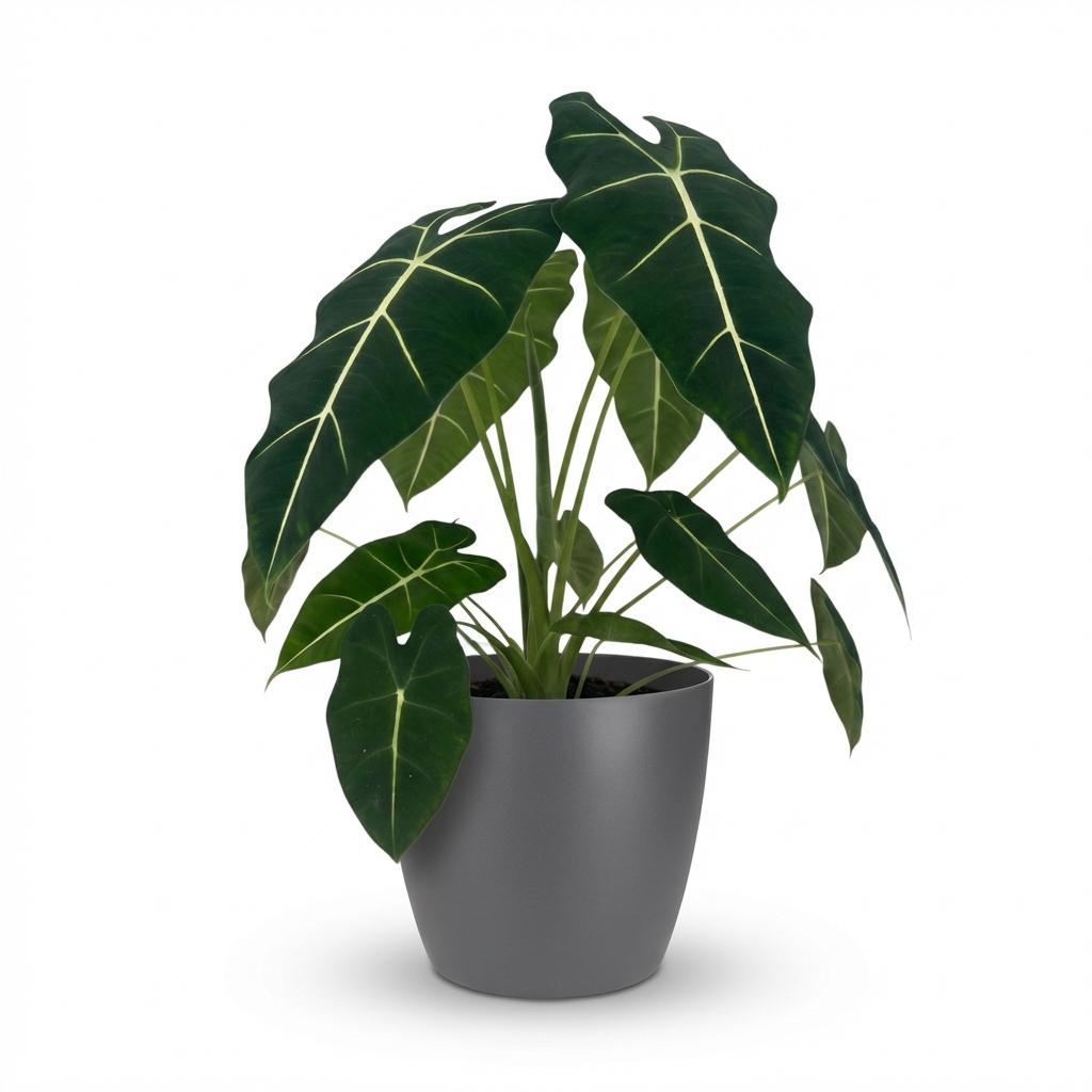 Alocasia Frydek (oreille d'éléphant) en pot décoratif gris – Ø19 cm, 60 cm de haut