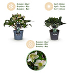 Helleborus 'Diamfire' (grøn blomst) – Ø19 cm, 40 cm høj