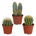 Cactus mix (Cactaceae) zonder sierpot – Ø9 cm, 18 cm hoog