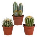 Cactus mix (Cactaceae) zonder sierpot – Ø9 cm, 18 cm hoog