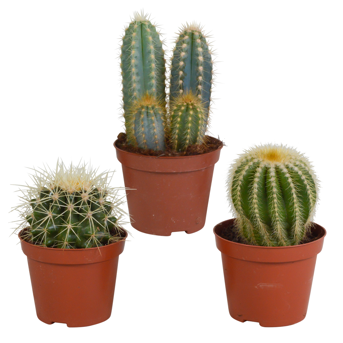 Kaktusmix (Cactaceae) uden pyntepotte – Ø9 cm, 18 cm høj