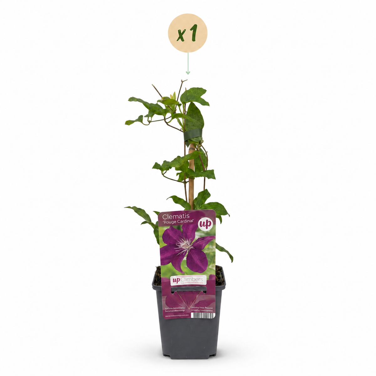 Clematis 'Rouge Cardinal' (bosrank rode kardinaal) – rood – Ø9 cm, 35 cm hoog