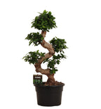 Ficus microcarpa Ginseng (Ficus ginseng) – Ø 24 cm, 80 cm hoch