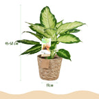 2× Dieffenbachia met mand – Ø17 cm, 45–50 cm hoog