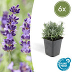 Lavandula 'Hidcote' (lavender) – 6 plants, Ø9 cm, 10–25 cm tall