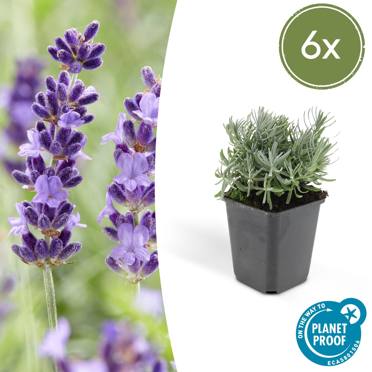 Lavandula 'Hidcote' (lavendel) – 6 planten, Ø9 cm, 10–25 cm hoog