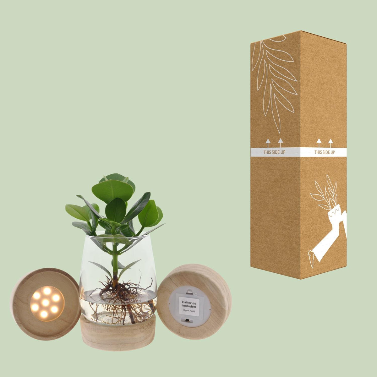 Clusia in Kingston-Glas – Ø 12 cm, 30 cm hoch