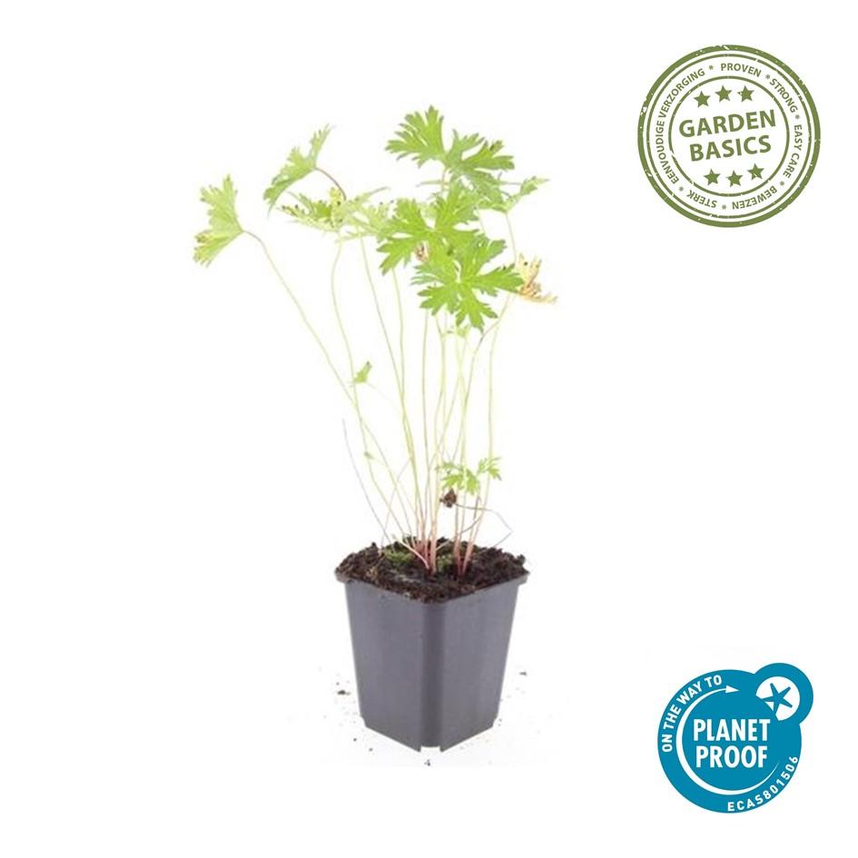 Geranium 'Johnson’s Blue' (cranesbill) – 6 plants, Ø9 cm, 10–25 cm tall – photo 5