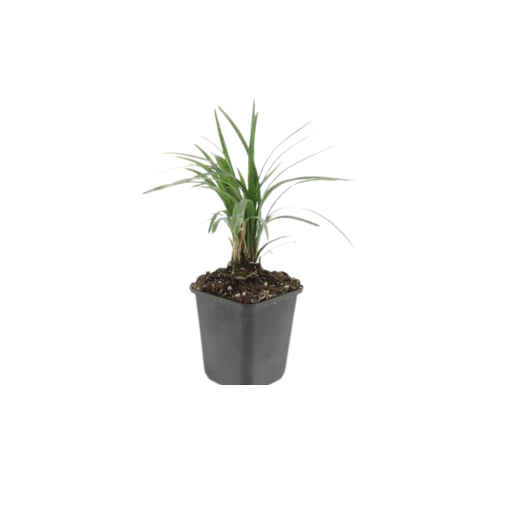 Liriope muscari 'Moneymaker' (lily grass) – 12 plants, Ø9 cm, 10–25 cm high – photo 7