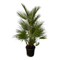 Chamaerops humilis (dwarf palm) – Ø24 cm, 130 cm high