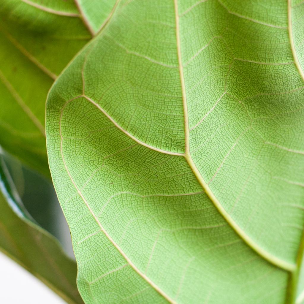 Ficus lyrata (vioolbladplant) in Potter-sierpot pot – Ø21 cm, 80 cm hoog – wit